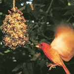 How to Make a Pine Cone Bird Feeder